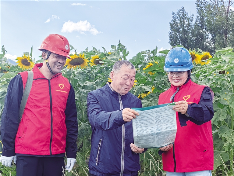岱海湖邊盛開向陽花